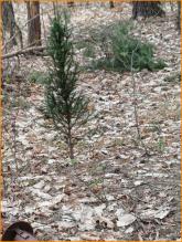 kl Baum - building ground  for sale in Beelitz-Stücken, Germany