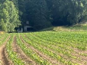 landw. Fläche Zwangsversteigerungen in Zwettl-Niederösterreich, Österreich