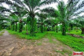 Property land / bosbouw te koop in กระบี่, Thailand