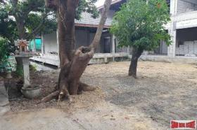 Terrain sylviculture nationale en vente à Bangkok-District de Khlong Toei, Thaïlande Terrain sylviculture nationale en vente à Bangkok-District de Khlong Toei, Thaïlande