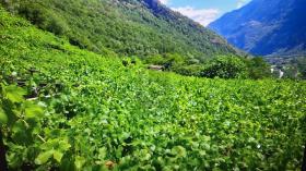 Vinogradarstvo Na prodaju u Anzonico, Švicarska