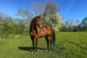 Instalações Sport-/Leisure À venda em Berg-Rhein-Lahn-Kreis, Alemanha