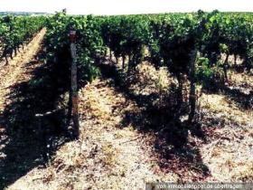 Property land/forestry Foreclosure Auction in Bingen am Rhein, Germany Property land/forestry Foreclosure Auction in Bingen am Rhein, Germany