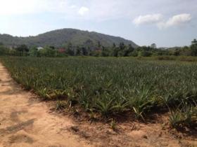 Grundstück Land-/Forstwirtschaft Zu verkaufen in ประจวบคีรีขันธ์, Thailand
